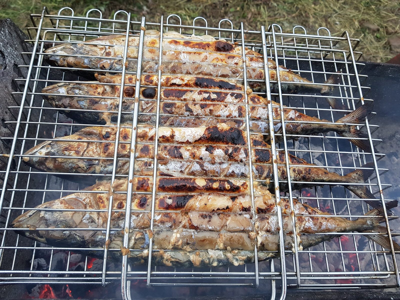Mackerel on the grill