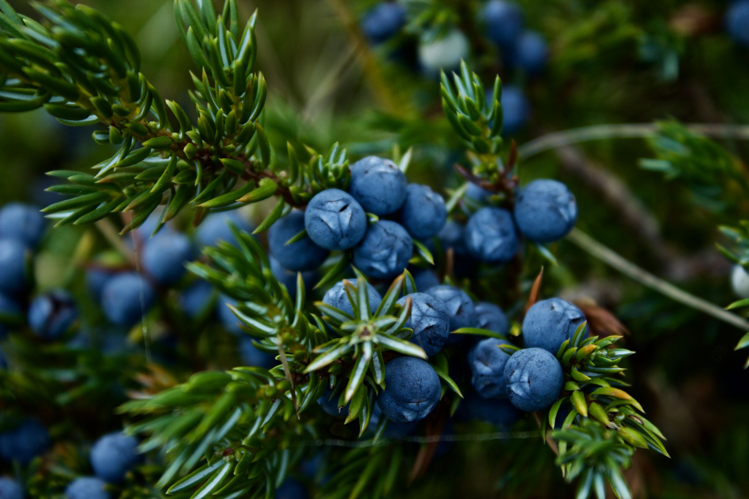 A quiet jar of juniper berries