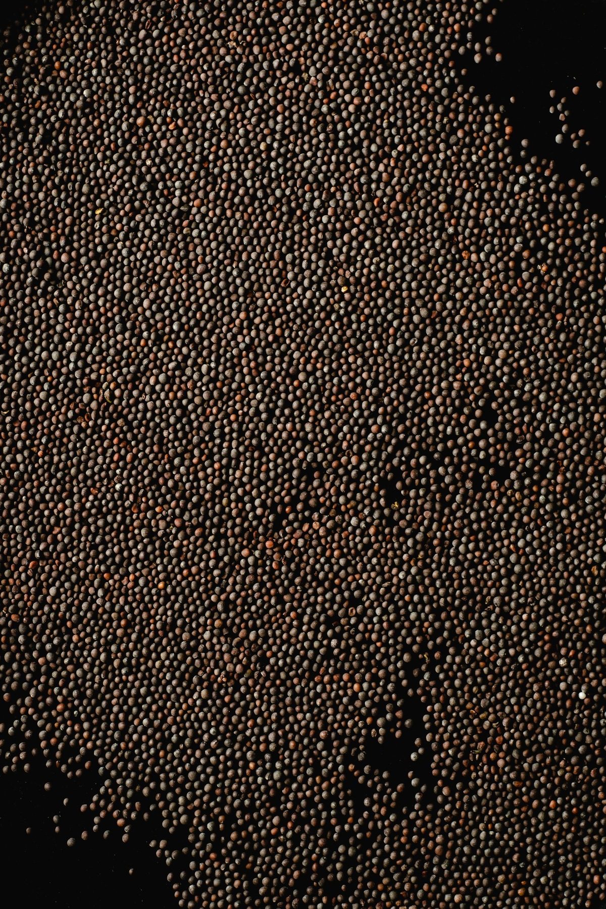 A quiet jar of mustard seeds