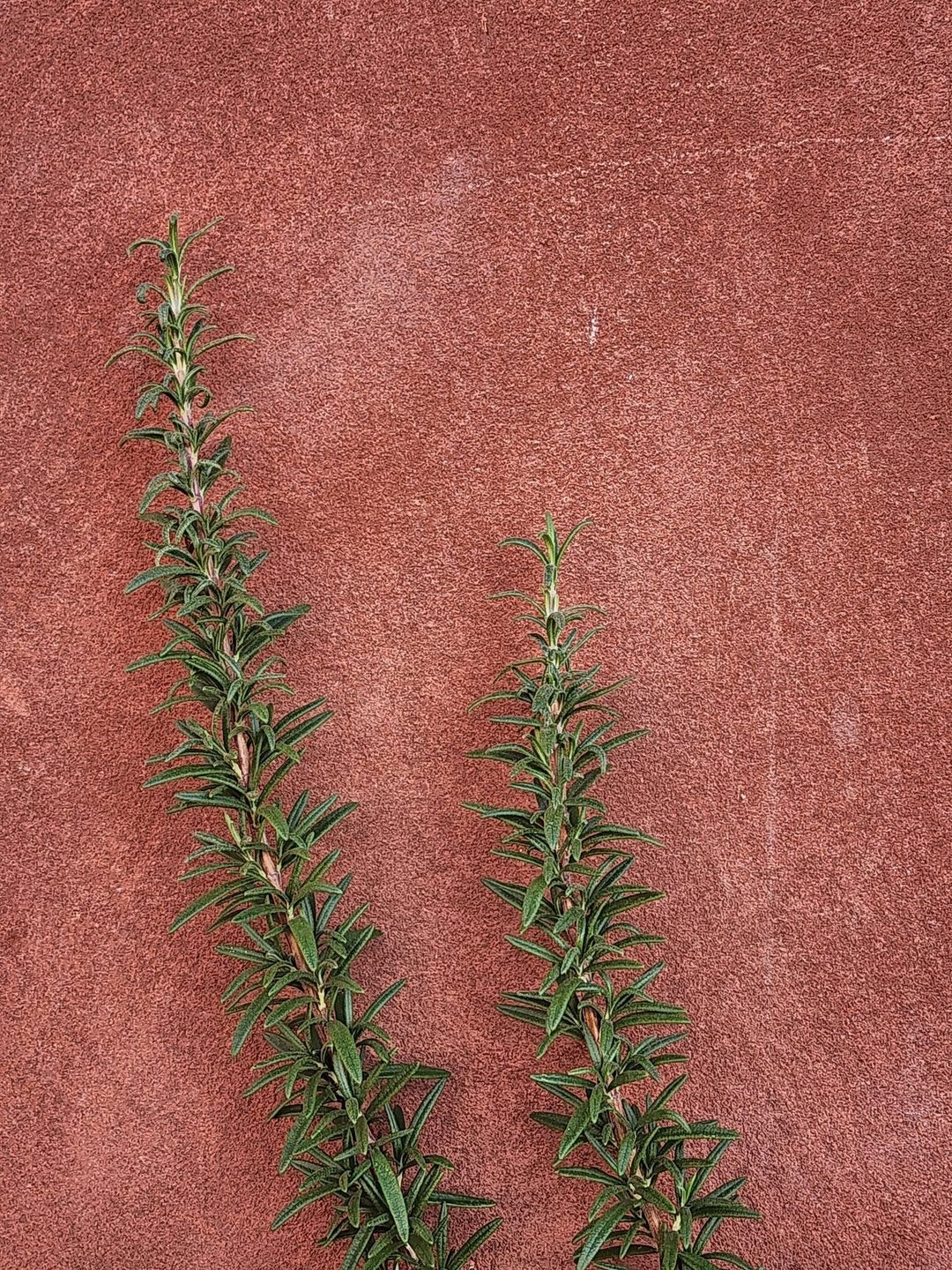 A quiet jar of rosemary