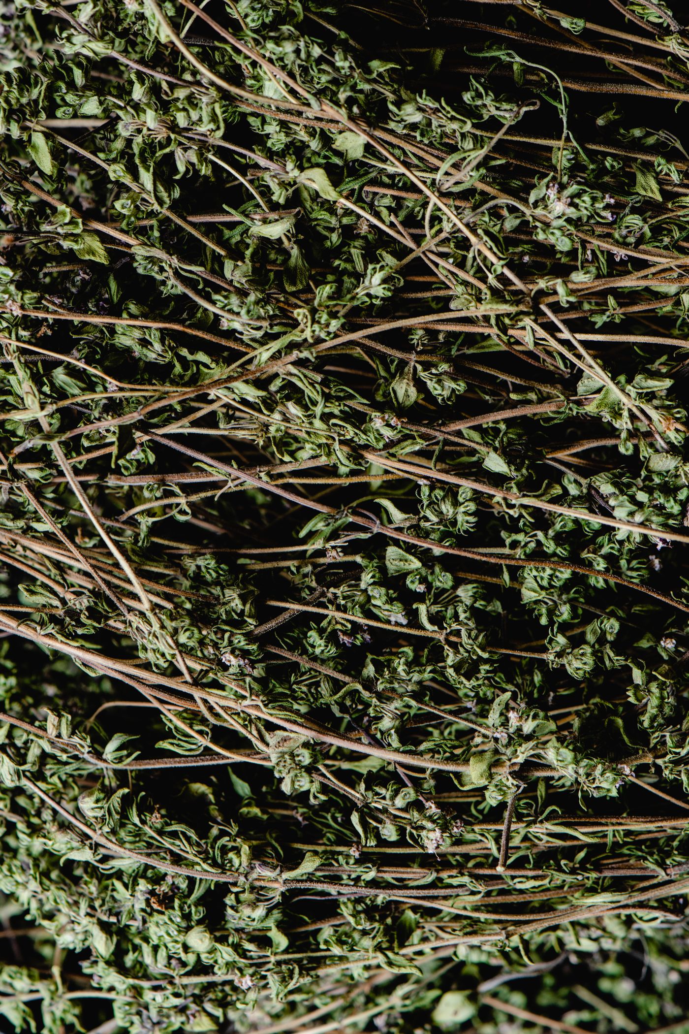 A quiet jar of thyme