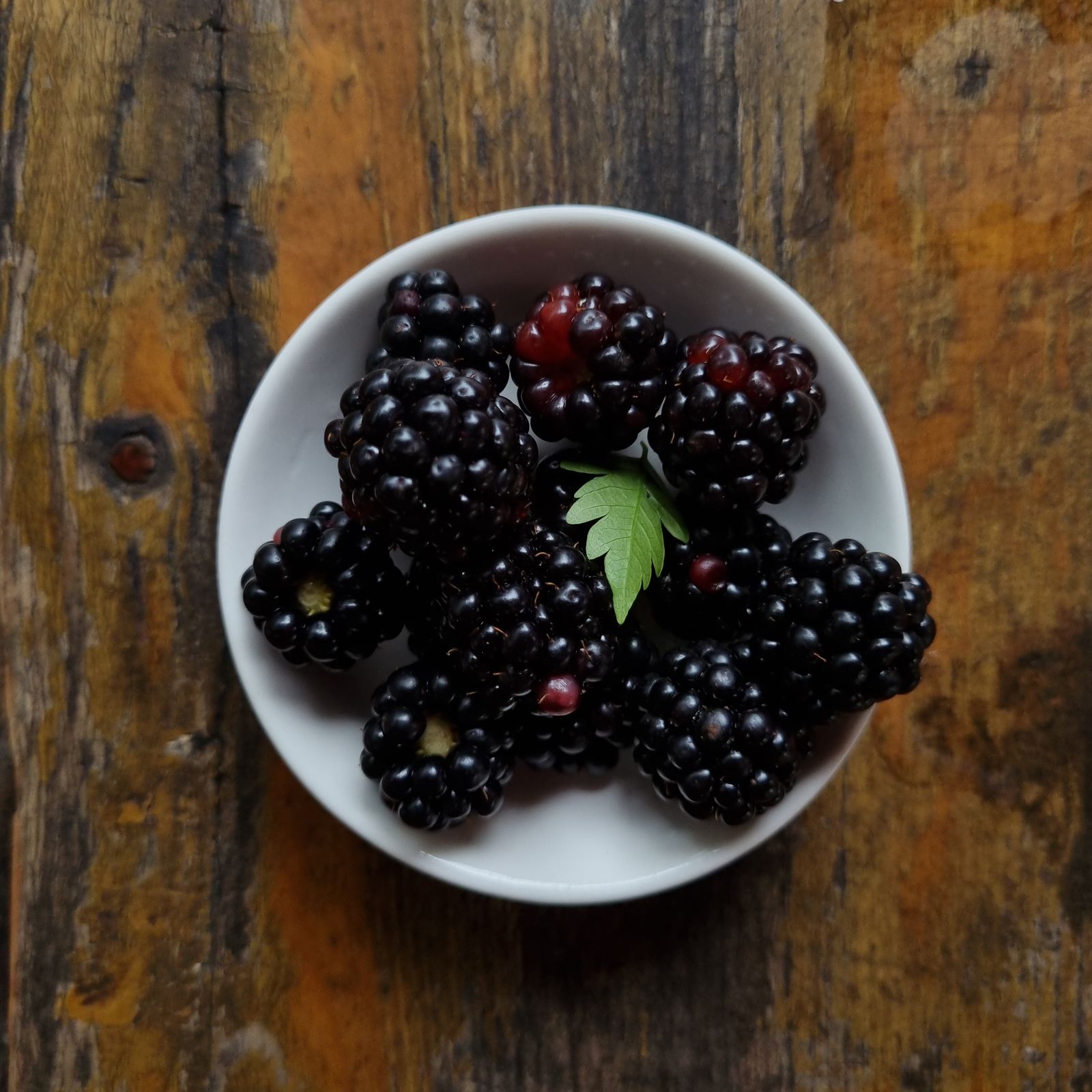 Blackberries the same day — before they mould