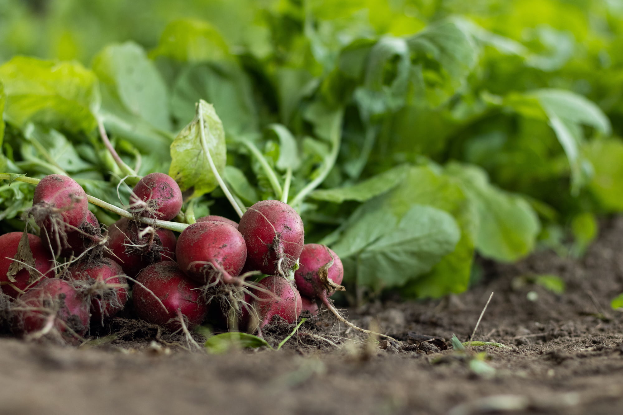 How I keep half a radish bunch from wilting