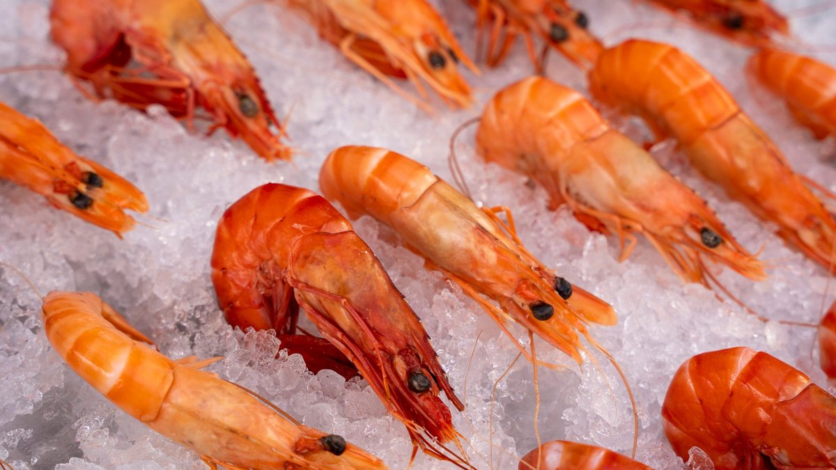 Close-up of whole prawns laid out on crushed ice