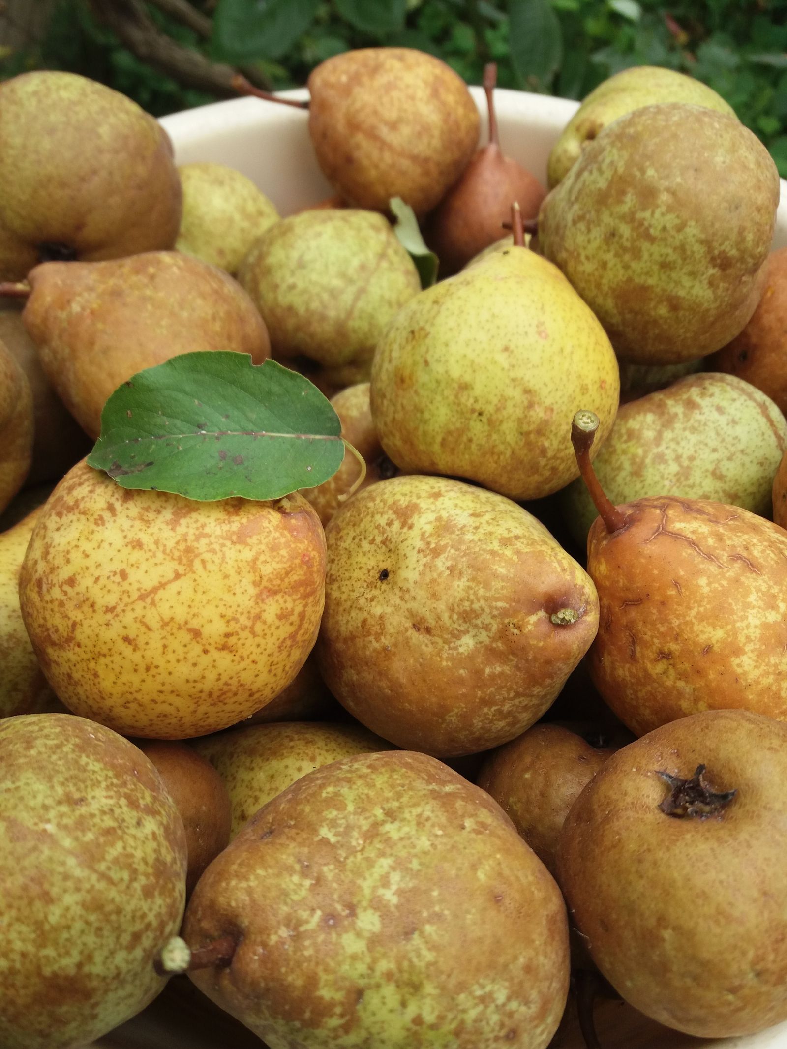 How pears tell you: eat today or stew tomorrow