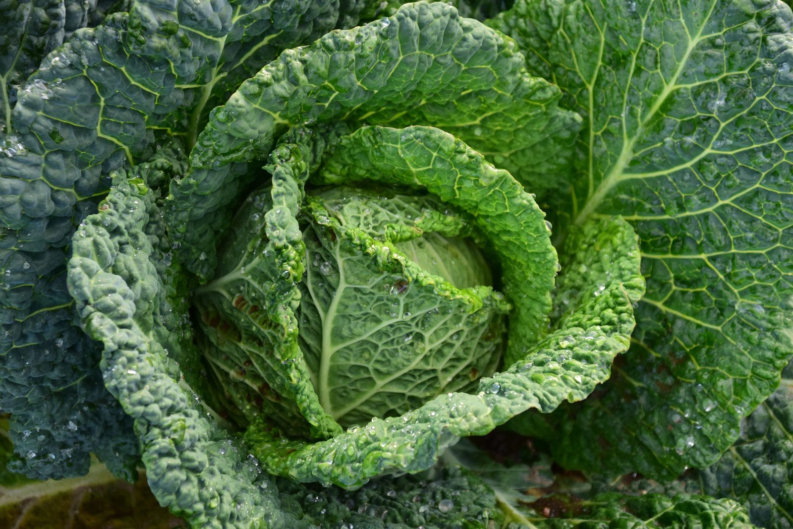 Why I salt the cabbage and wait