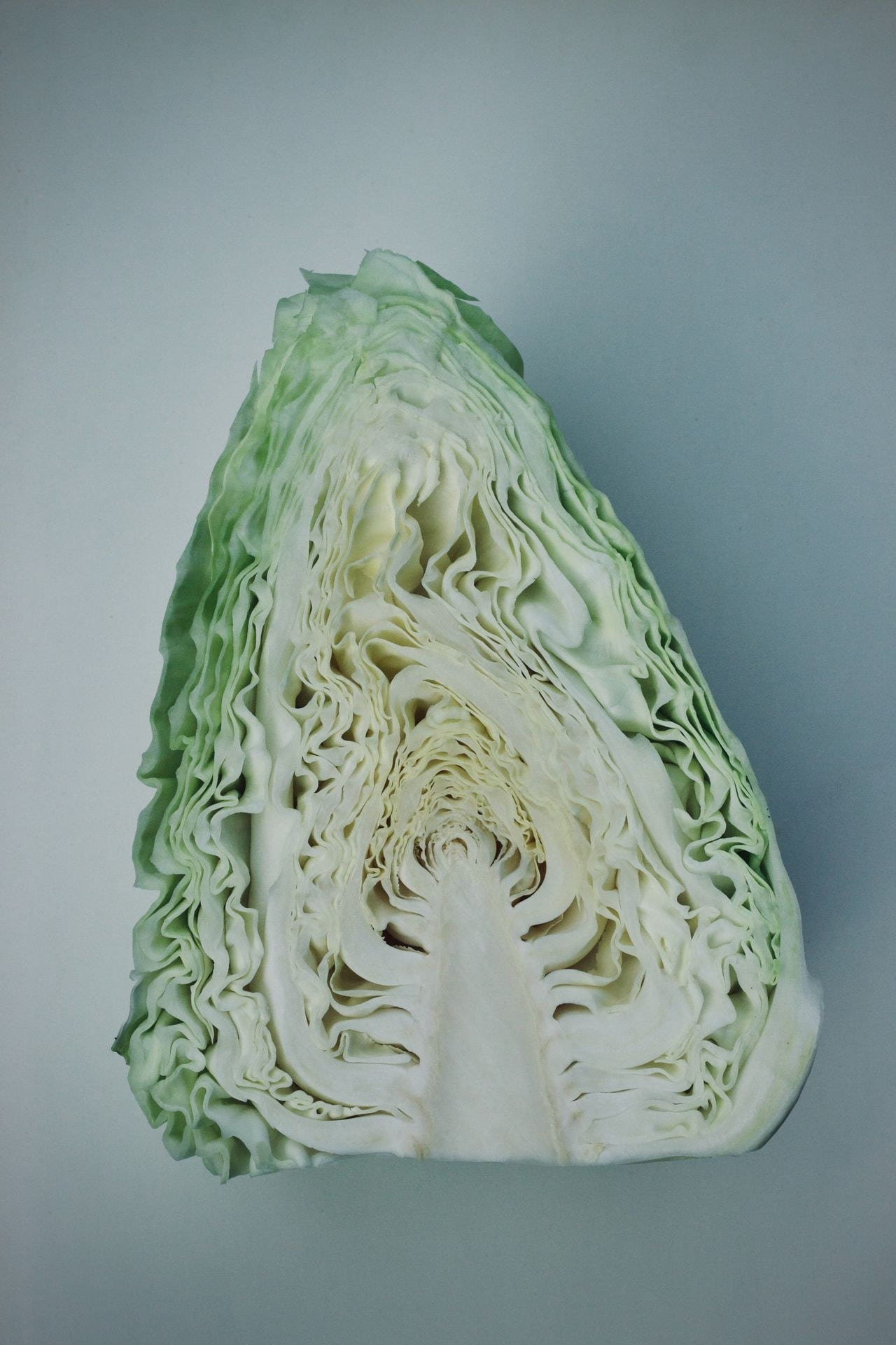 Half a cabbage in the fridge is still tomorrow's supper