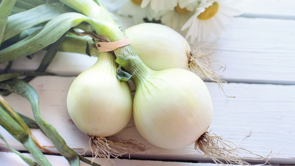 Onions and garlic that haven’t died in the bowl