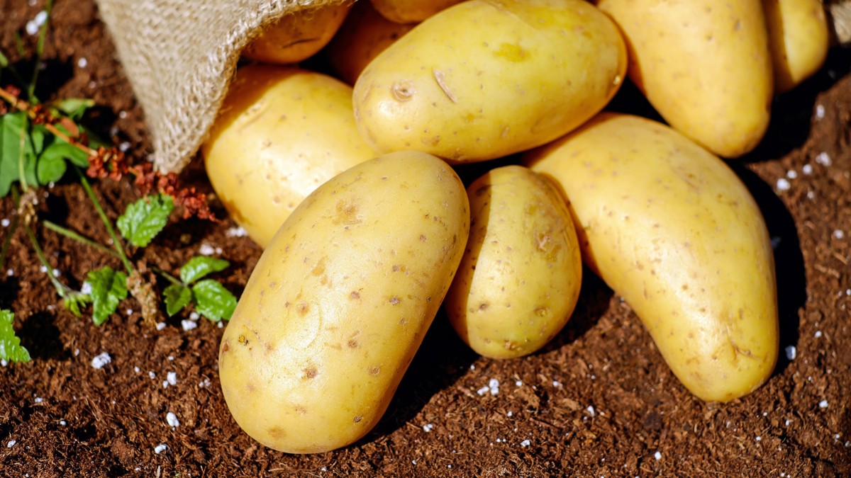 Potatoes: when they are still good